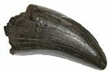 Serrated, Tyrannosaur (Nanotyrannus) Tooth - Montana #350412-1